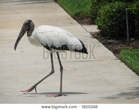 Woodstork kruising 