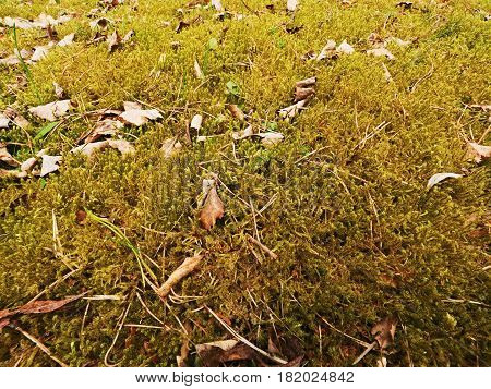 Old Yellow Leaves Fallen On Dry Moss.dry Small Plants Of Moss, Dry Pine Needles And Dry Oak Leaves.
