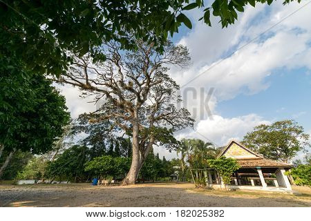 The area of Wat Khu Tao Mae Tom Bang Klam Songkhla Thailand