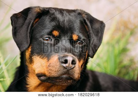 Funny Young Black Rottweiler Metzgerhund Puppy Dog Play In Green Grass In Summer Park Outdoor.