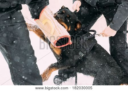 Training Of Purebred Black Rottweiler Metzgerhund Adult Dog. Attack And Defence. Winter Season