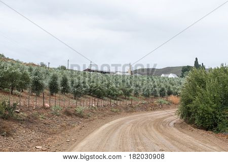 An olive orchard next to the Oude Muragie road between De Rust and the Cango Caves in the Western Cape Province of South Africa