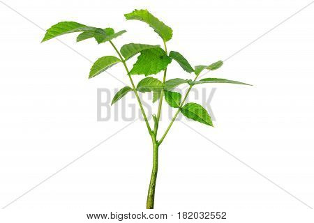 Sprout of a young walnut on the white background