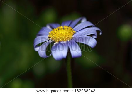 Blue daisy flower , Felicia daisy (Felicia amelloides)