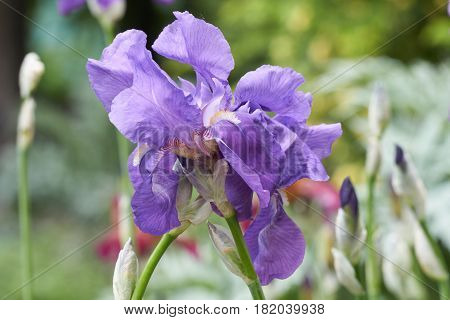 Iris Gladiolus In Bloom In The Garden
