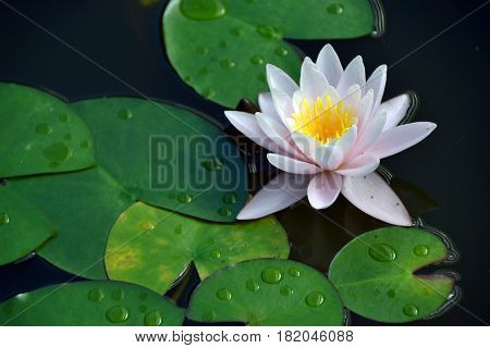 Flowering water lily among the leaves in the pond