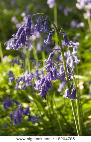 Bluebells w z bliska