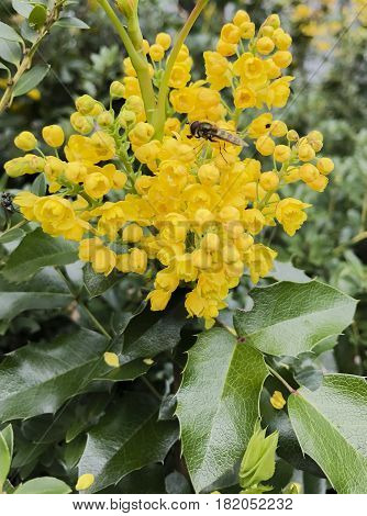 Mahonia aquifolium is a species of flowering plant in the family Berberidaceae