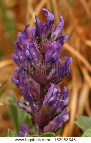 Nashville Breadroot (Pediomelum subacaule) blooming in a middle Tennessee cedar glade