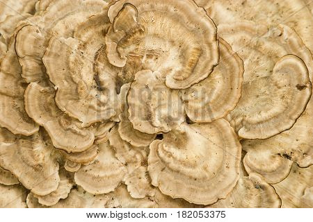 Fungi growing on a rotting oak log