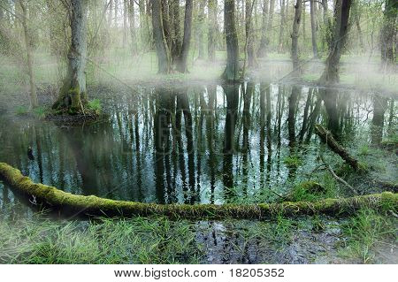 forest mist