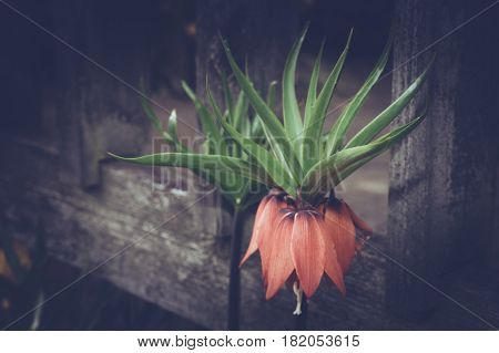 crown imperial flower about to totally flower