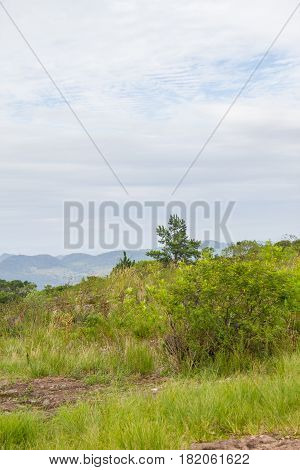 Morro Do Gaucho Mountain Vegetation