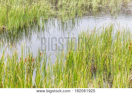 Water Plant In A Lake In An Old Stone Quarry In Morro Do Gaucho Mountain Landscape