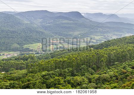 Eucalyptus Forest In Morro Do Gaucho Mountain Vegetation
