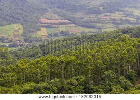 Eucalyptus Forest In Morro Do Gaucho Mountain Vegetation