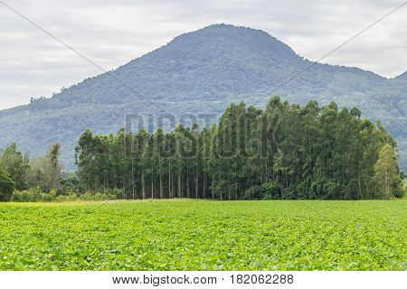 Soy Plantation In Farm
