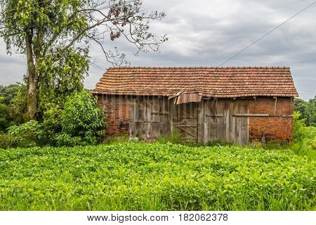 Farm With Soy Plantation