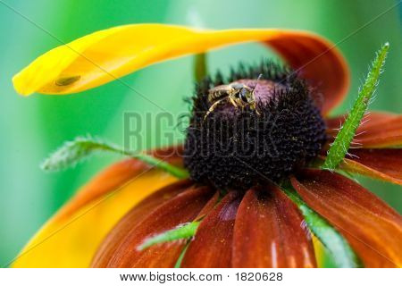 Hmyz na černém Eyed Susan