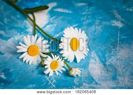 Summer Floral card with chamomile flower over blue vintage painted wooden background.