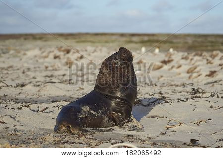 Large male Southern Sea Lion (Otaria flavescens) resting on a sandy beach on the coast of Sealion Island in the Falkland Islands.