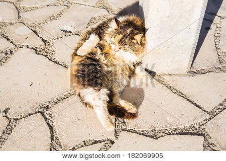 Concept of homeless animals - Stray dirty sadness cat on the street.