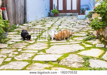 Street cats eating food - Concept of homeless animals.