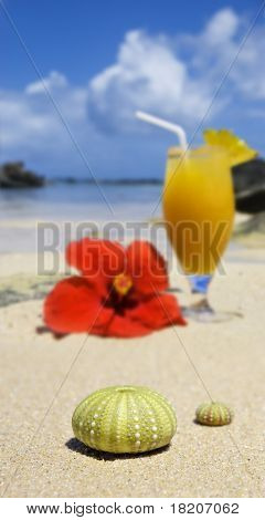 Riccio di mare conchiglie sulla spiaggia con un Cocktail di frutta fresca In Background