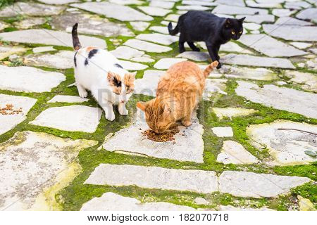 Street cats eating food - Concept of homeless animals.