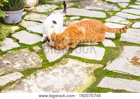 Street cats eating food - Concept of homeless animals.