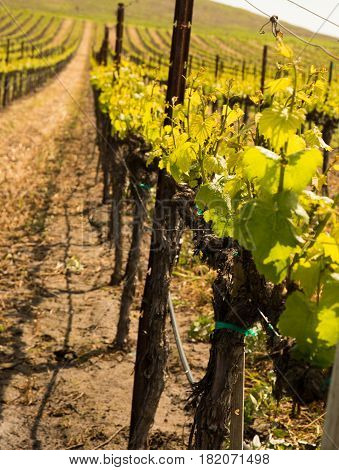 Vines of grapes at the beginning of spring
