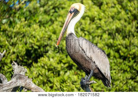 Closeup Of A Brown Pelican