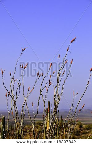Ocotillo anlæg