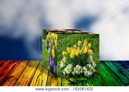 3D Cube flower,Petunias, Yellow daffodil,pansies, snapdragon and marigold, beautiful flower green grass background hearth
