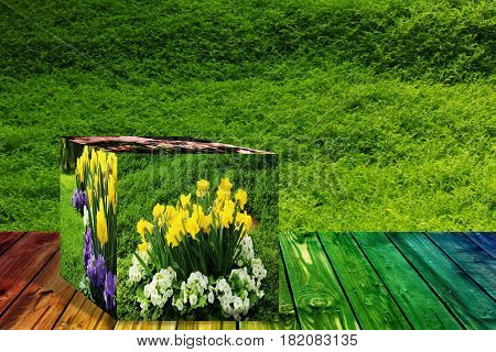 3D Cube flower, Petunias, Yellow daffodil, pansies, snapdragon and marigold, beautiful green grass background