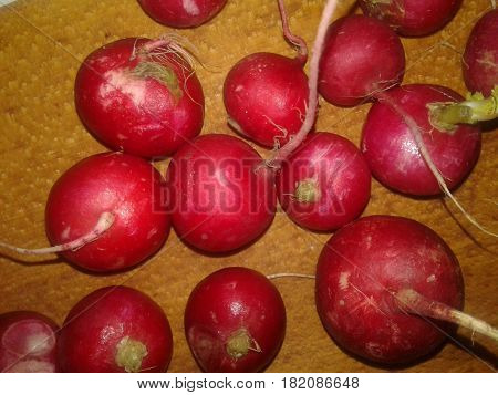 Radish - the most precocious and early spring vegetables with bright color and slightly burning taste that give mustard oil