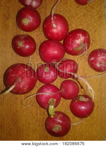 Radish - the most precocious and early spring vegetables with bright color and slightly burning taste that give mustard oil