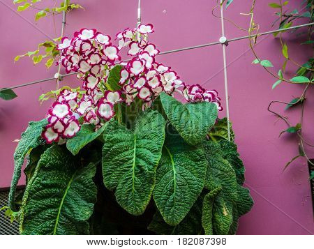 Beautiful Flower in Flower Dome Singapore .