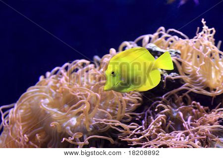 Tang jaune
