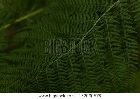 Green leaf texture leaf texture background dark tone