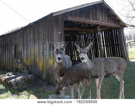 Mule deer does eating in front of old barn