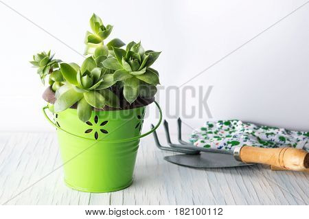 Gardening Tools And Houseleek Plant On A Table