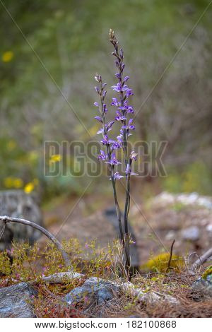 Violet Limodore On Forest Floor