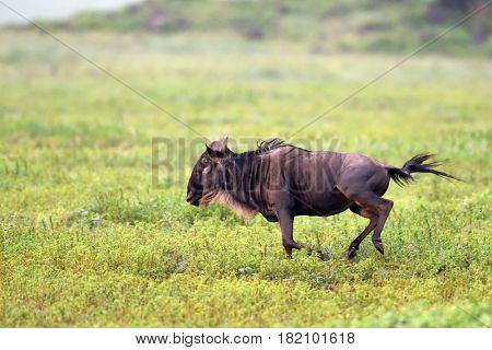 black wildebeest or white-tailed gnu (Connochaetes gnou) in Tanzania, Africa