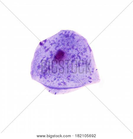 Blue epithelial cell on medical  white background.