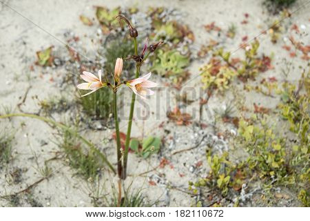 Ananuca Flowers In Atacama Desert, Chile. The Event Flowering Desert (spanish: Desierto Florido) Is