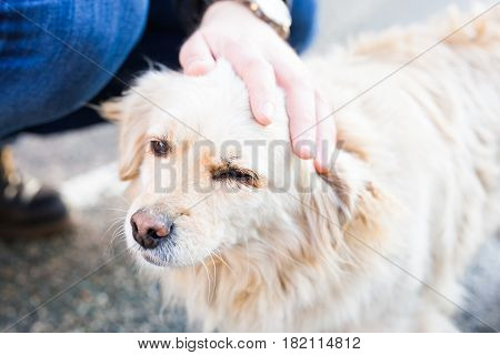 owner caressing gently her dog. Male hand patting white dog head