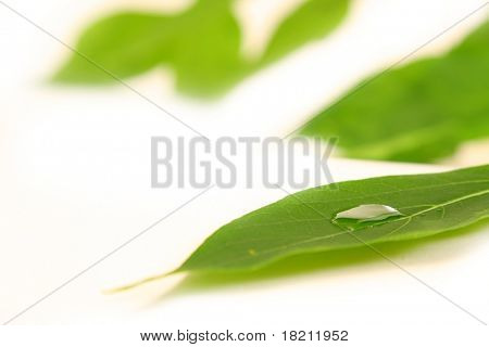 绿色的植物叶