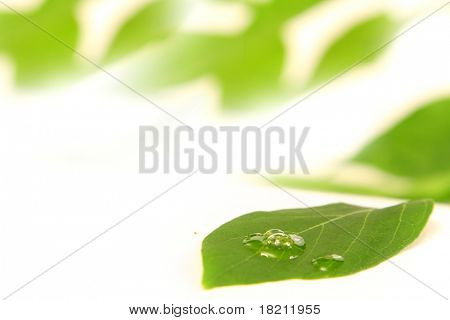 绿色的植物叶