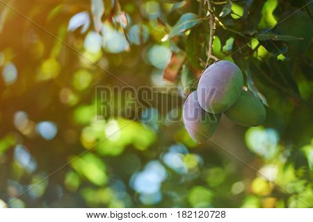 Pink Mango Fruits